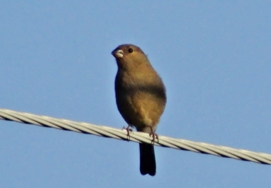 Eurasian Bullfinch