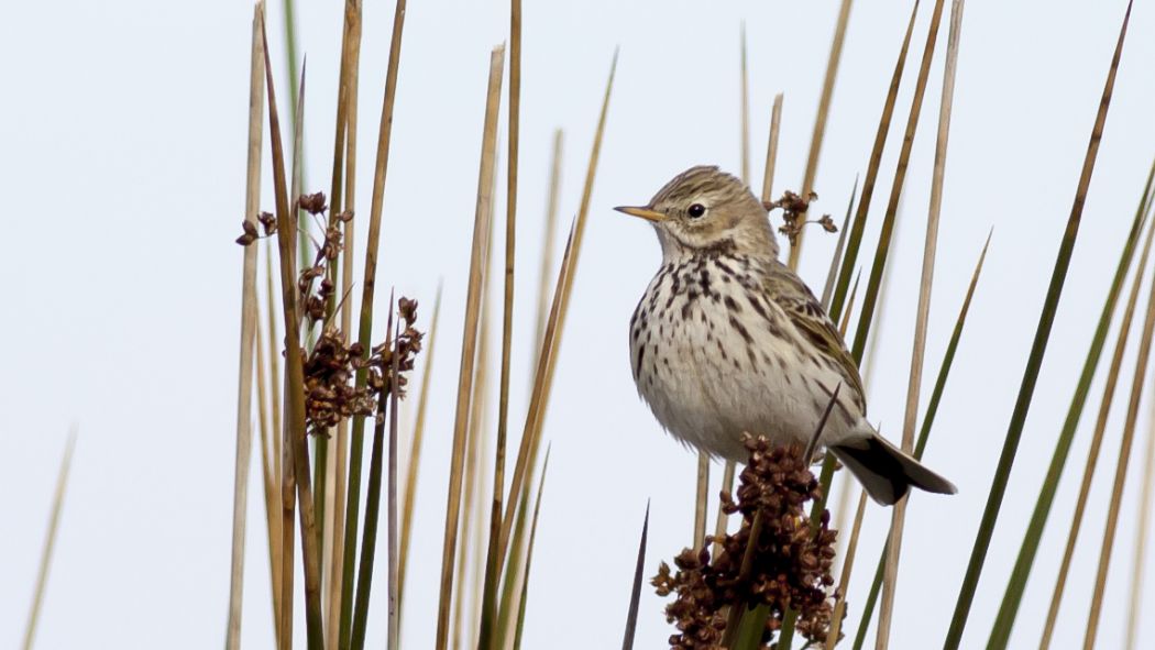 Meadow Pipit