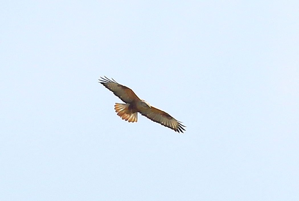 Long-legged Buzzard