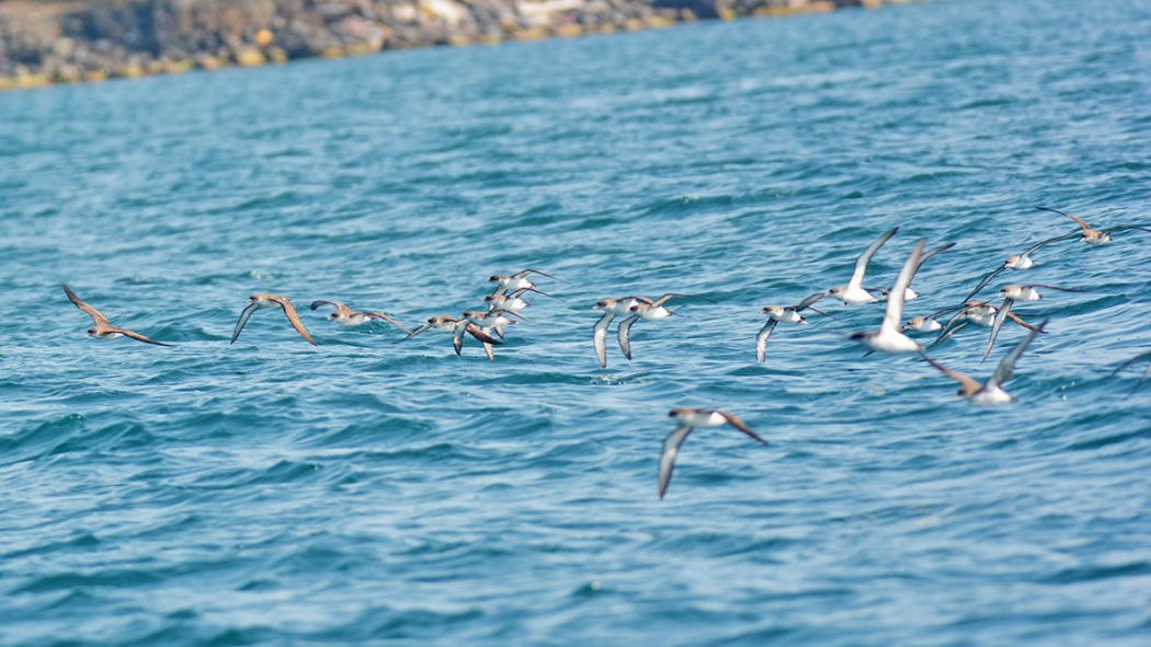 Yelkouan Shearwater