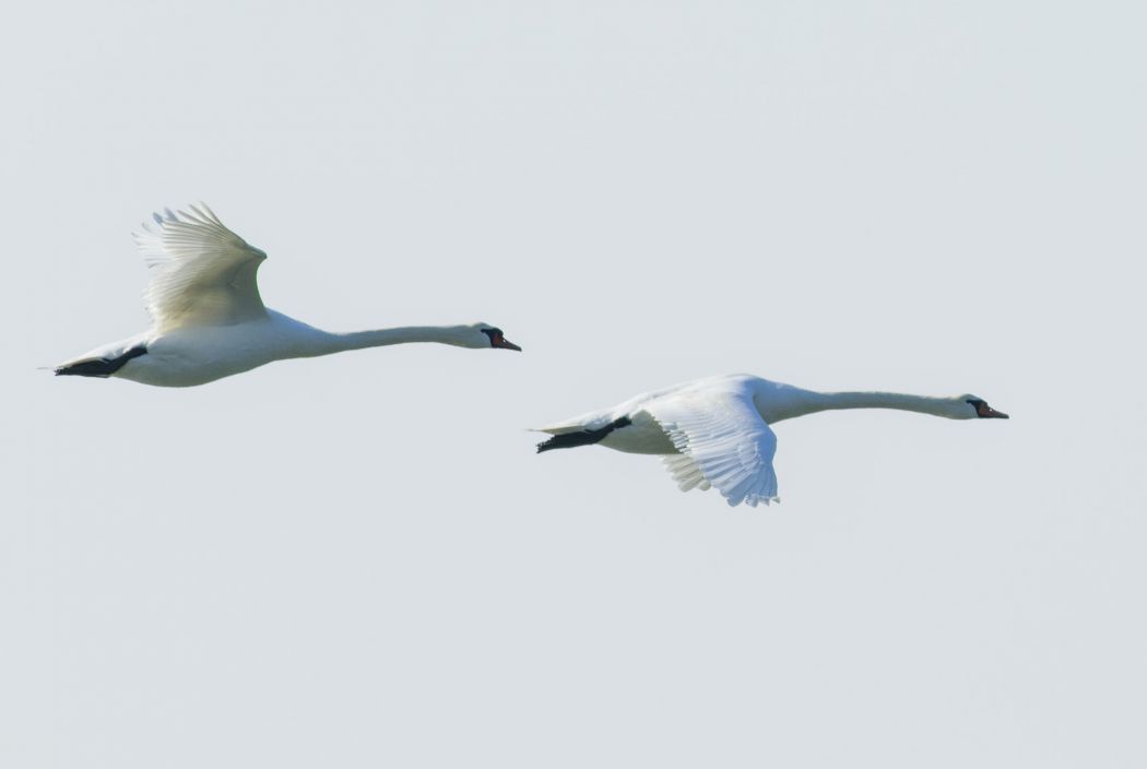 Mute Swan