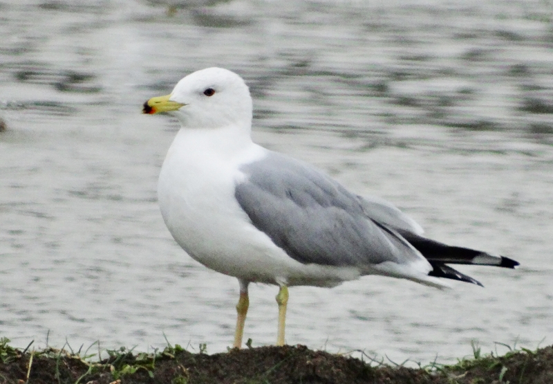 Armenian Gull