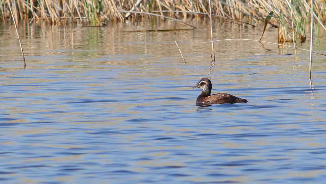 White-headed Duck