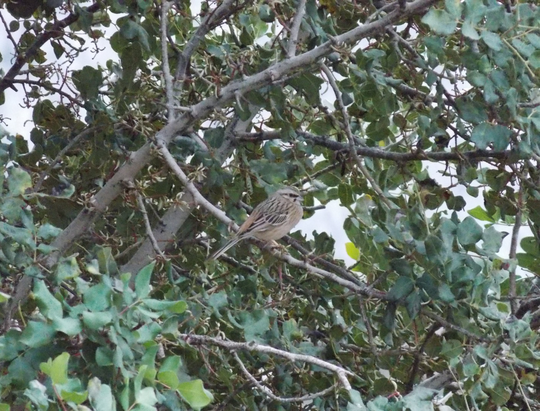 Rock Bunting