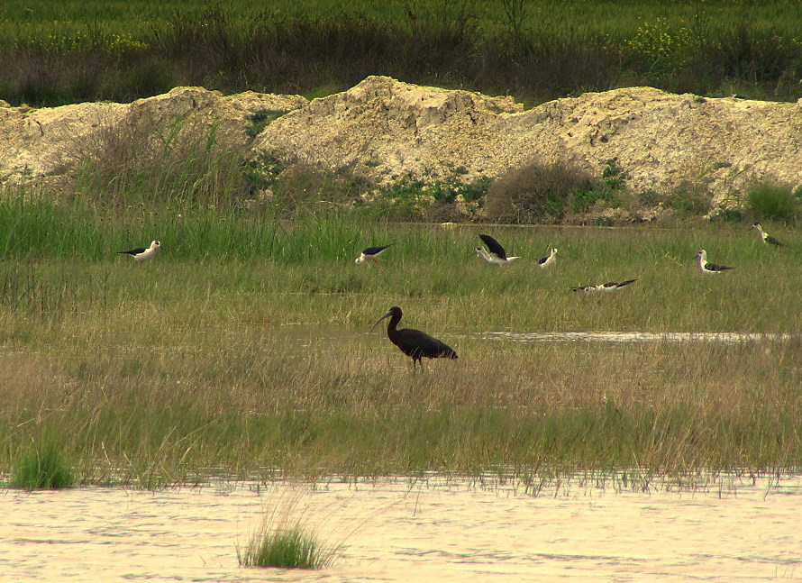 Glossy Ibis