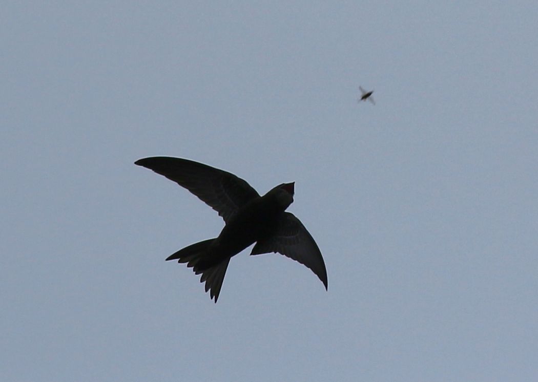 Common Swift