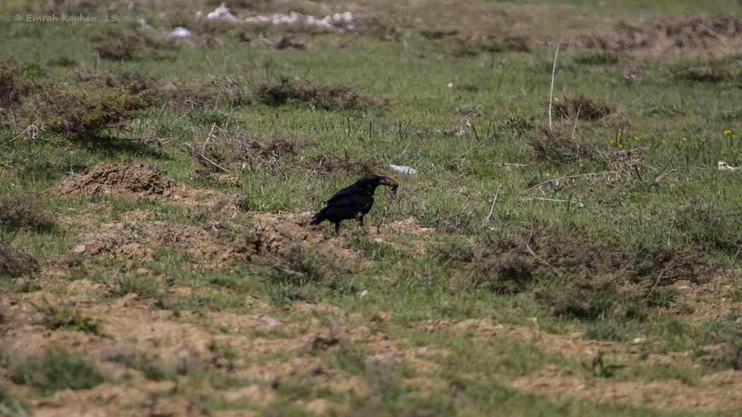 Northern Raven