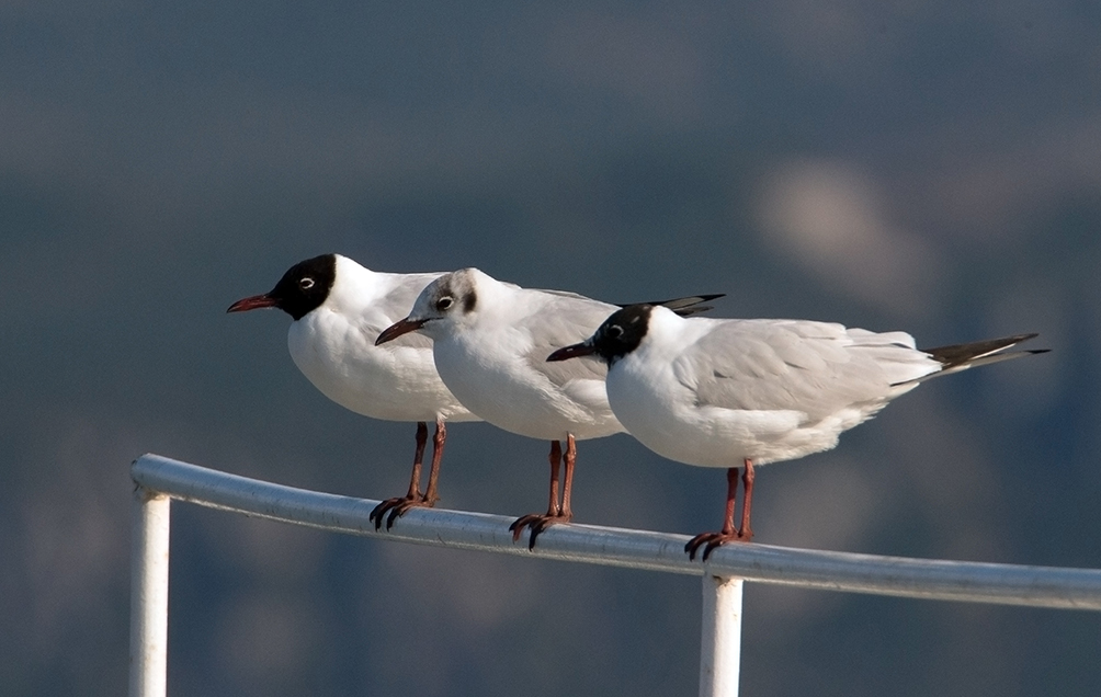 Black-headed Gull