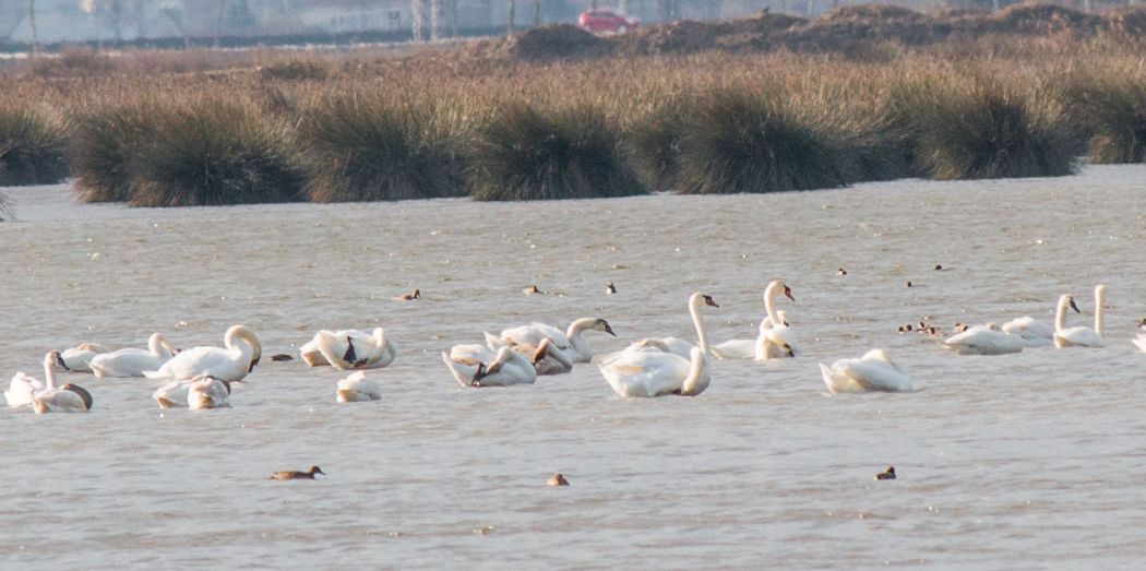 Mute Swan