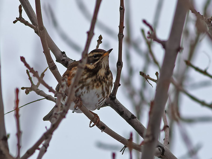 Redwing