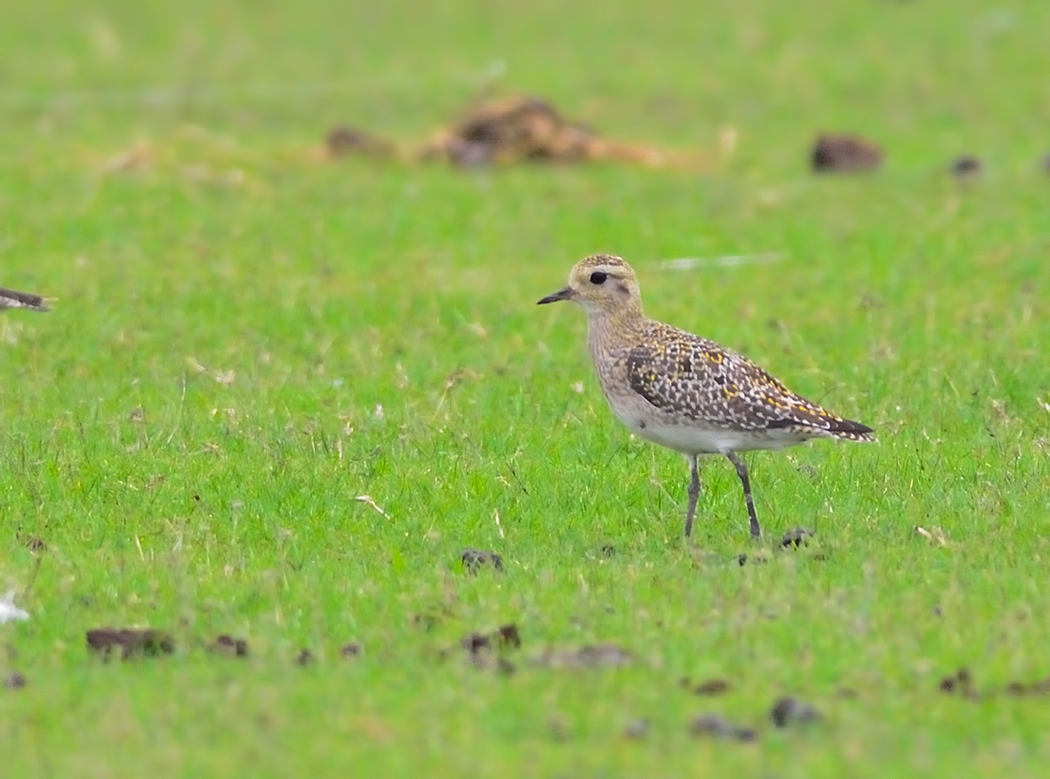 European Golden Plover