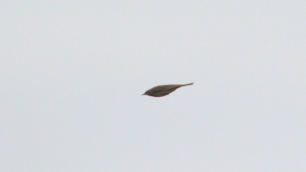 Blyth`s Pipit