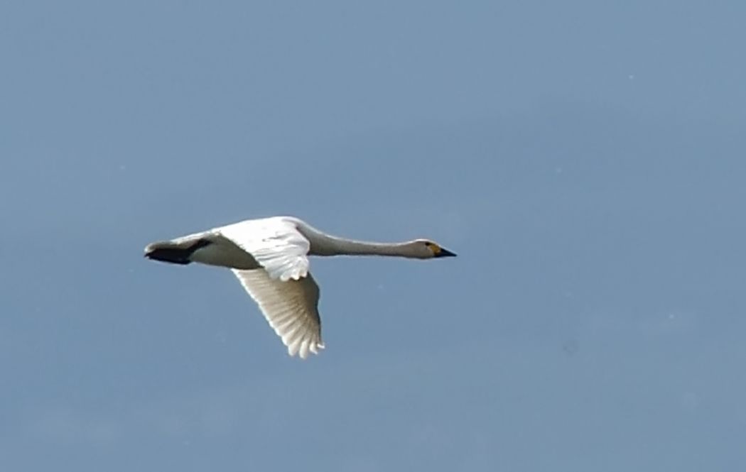 Tundra Swan