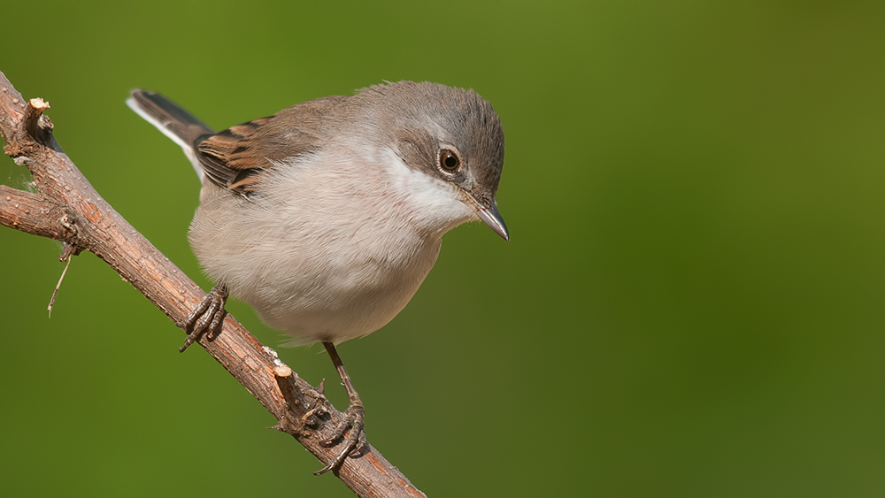 Common Whitethroat
