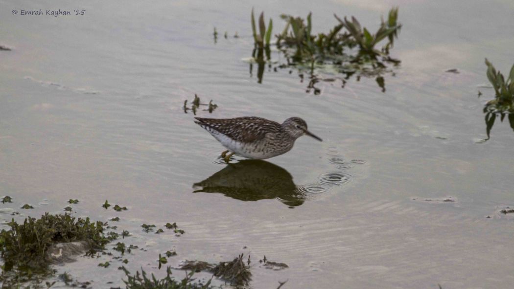 Wood Sandpiper