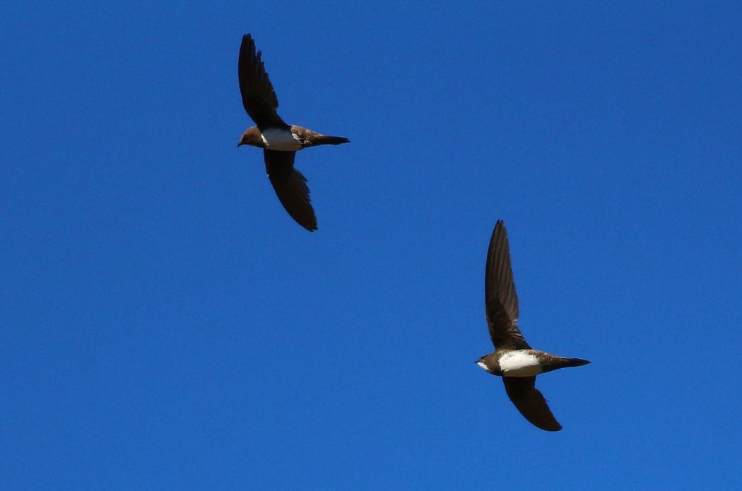Alpine Swift