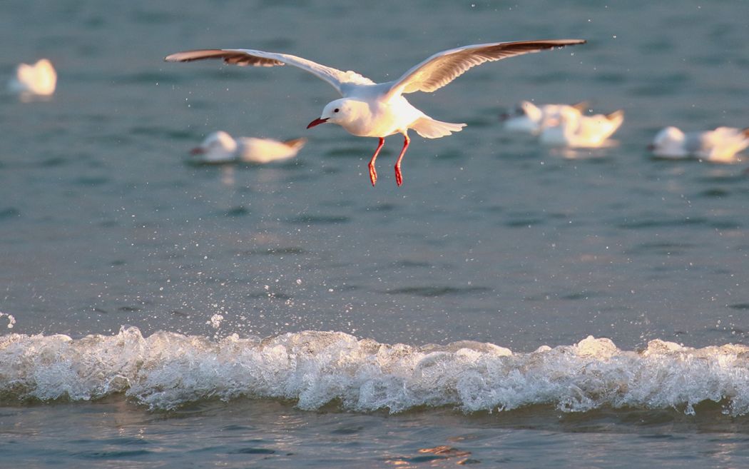 Slender-billed Gull