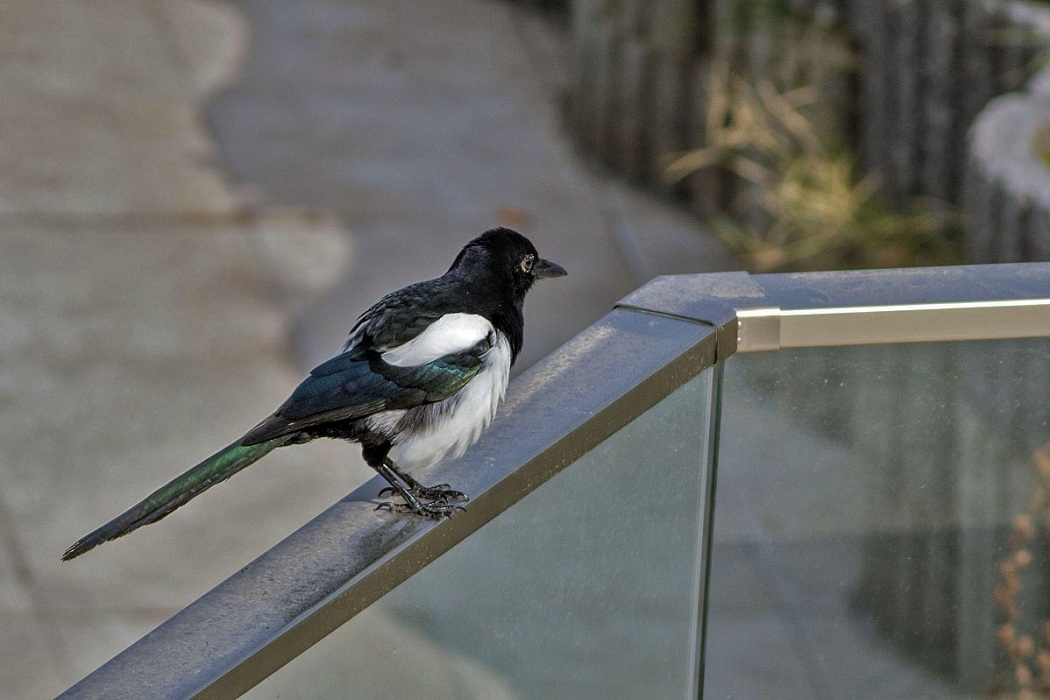 Eurasian Magpie
