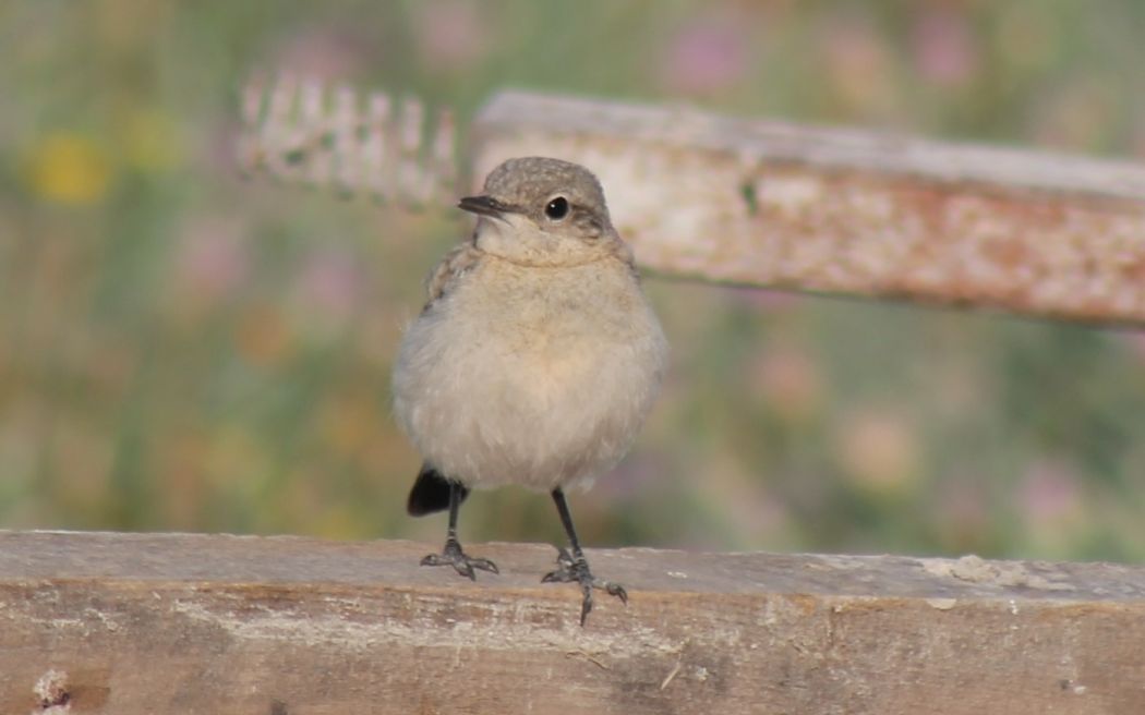 Isabelline Wheatear