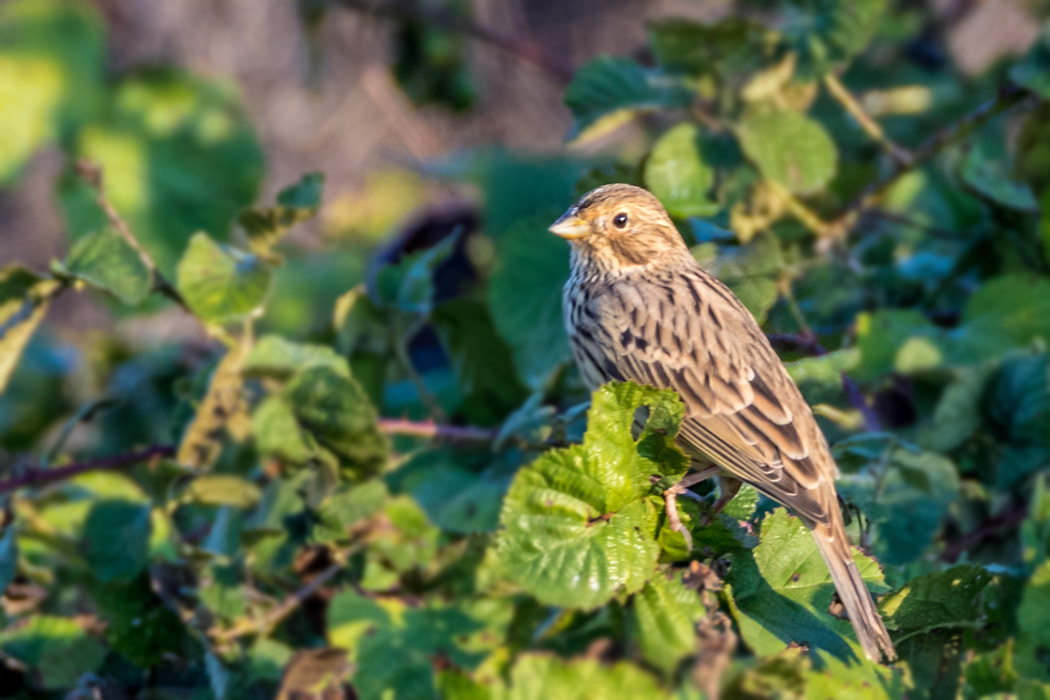 Corn Bunting