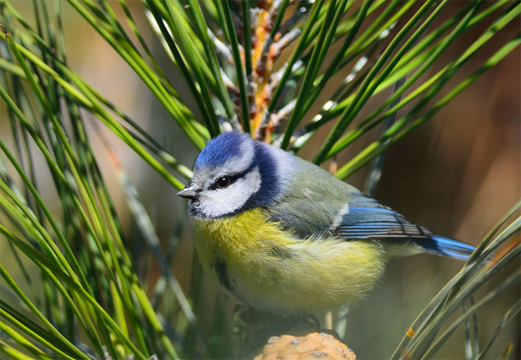 Eurasian Blue Tit