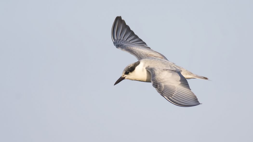 Whiskered Tern