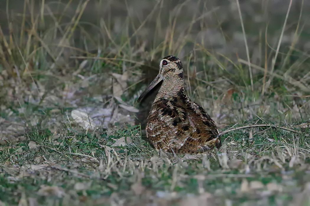 Eurasian Woodcock