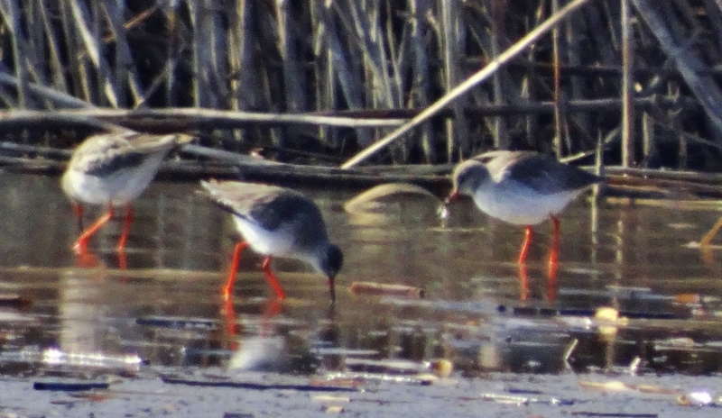 Common Redshank