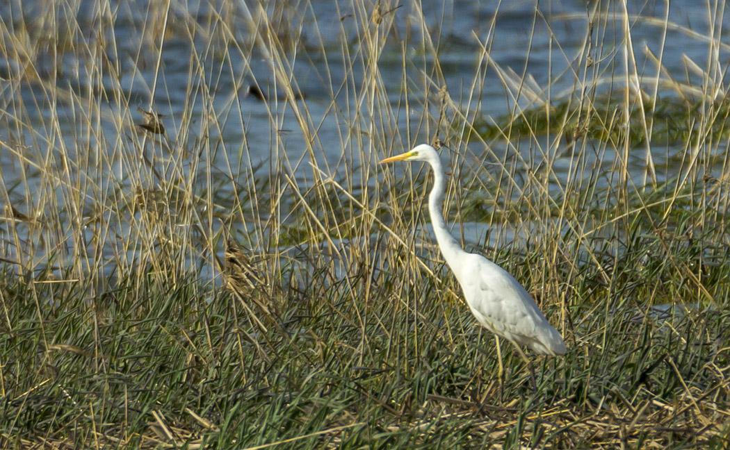 Great Egret