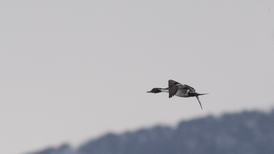 Northern Pintail