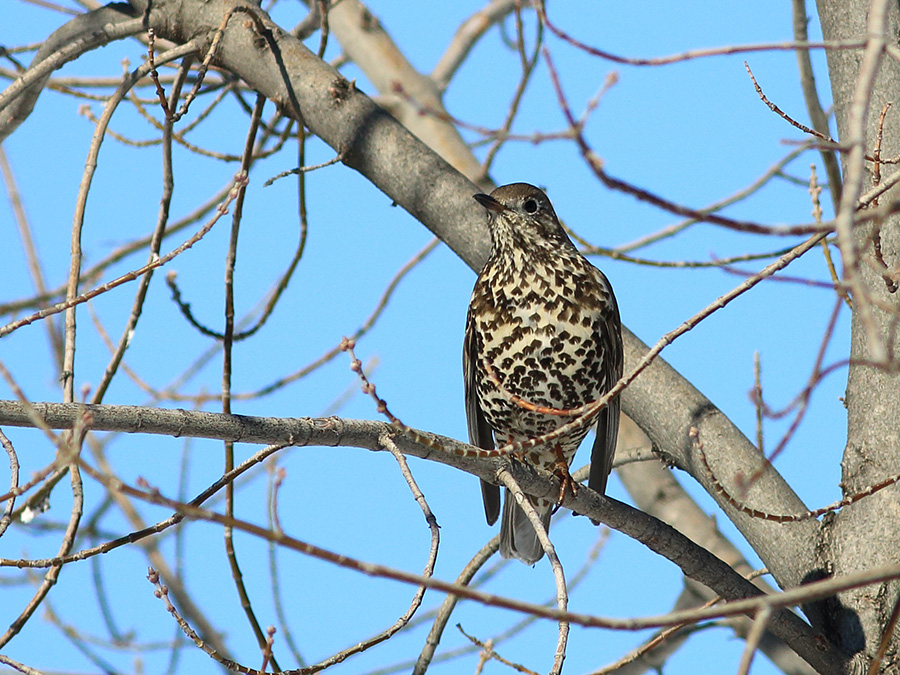 Mistle Thrush