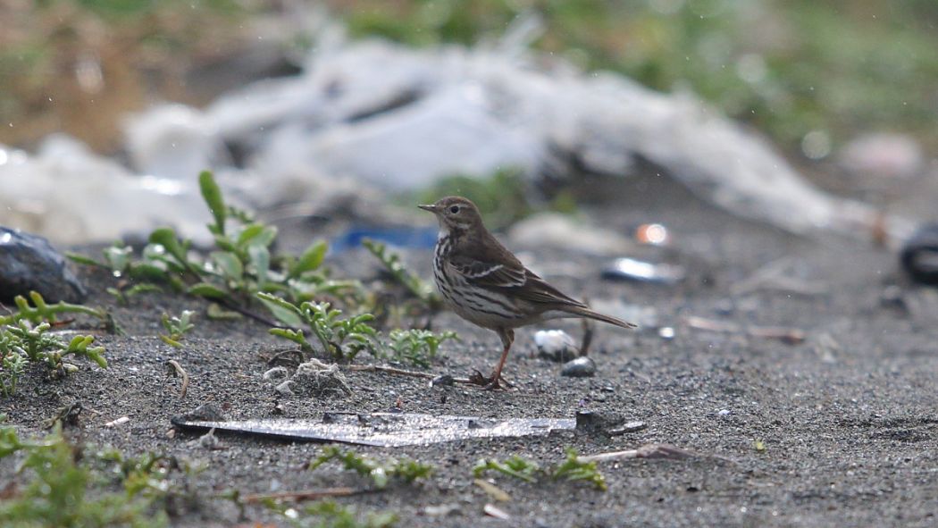 Buff-bellied Pipit