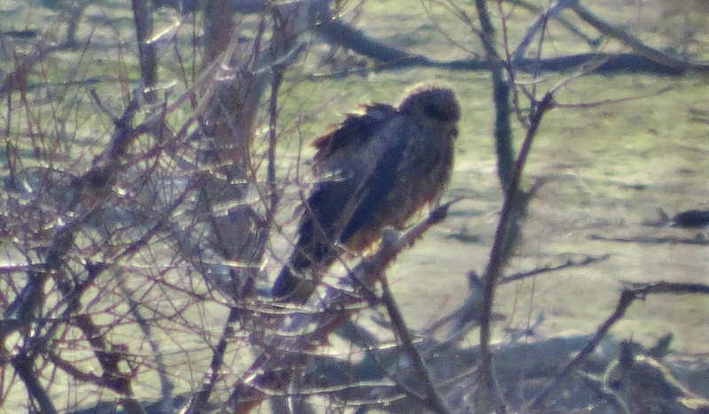 Black Kite