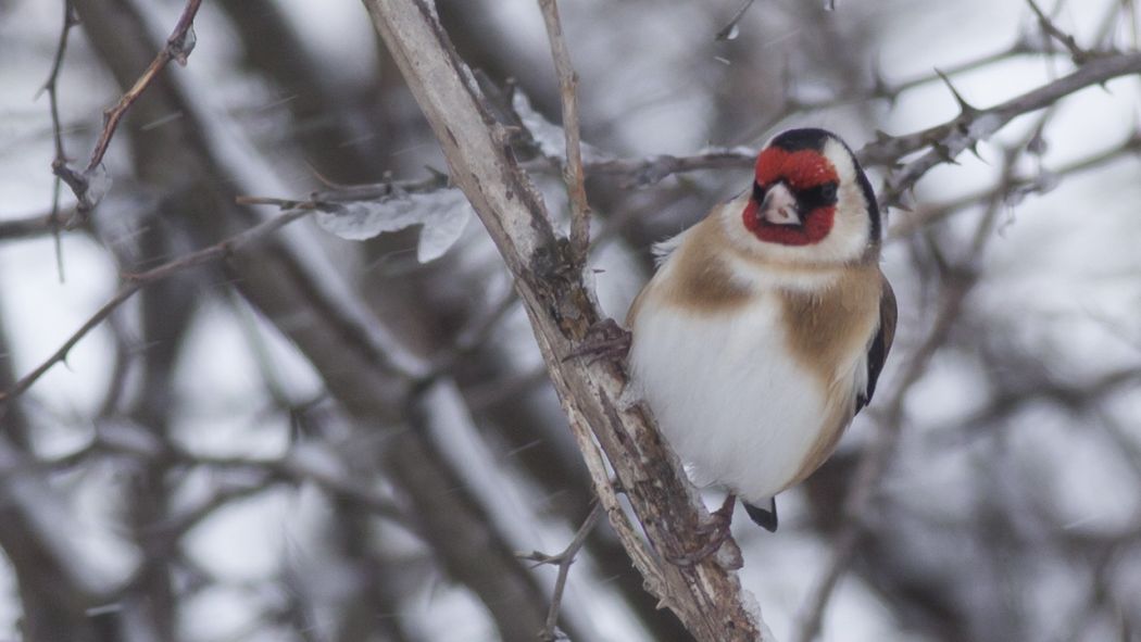 European Goldfinch