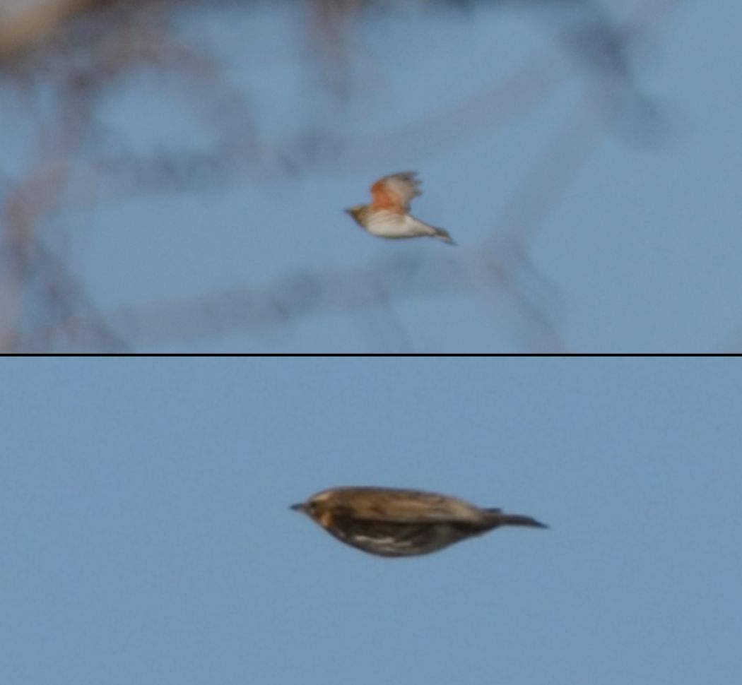 Redwing
