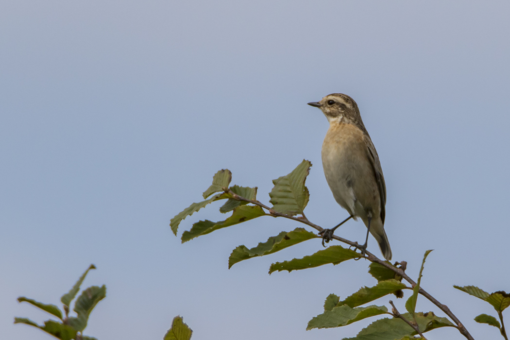 Whinchat