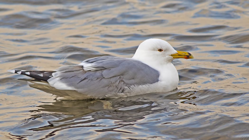 Caspian Gull