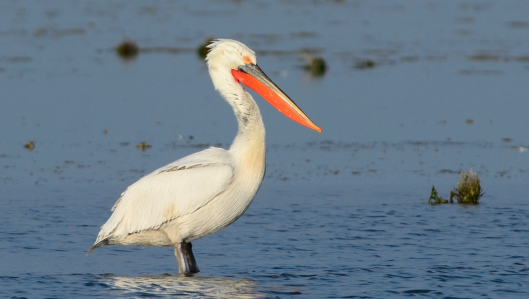 Dalmatian Pelican