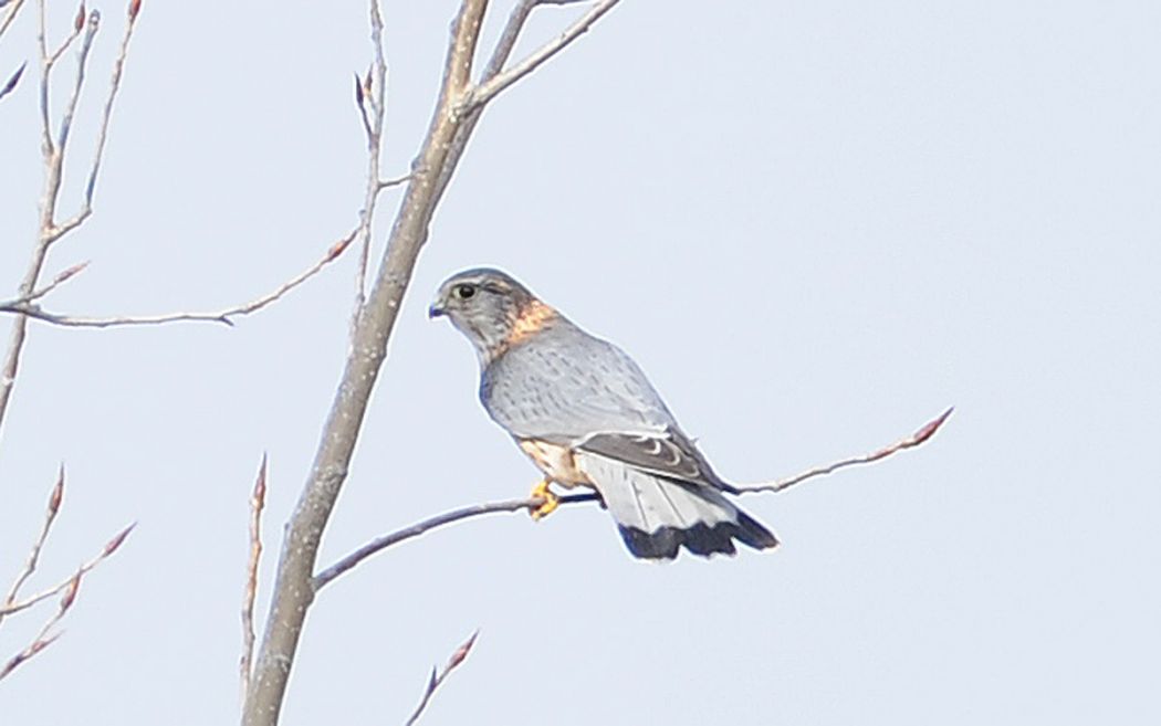 Merlin