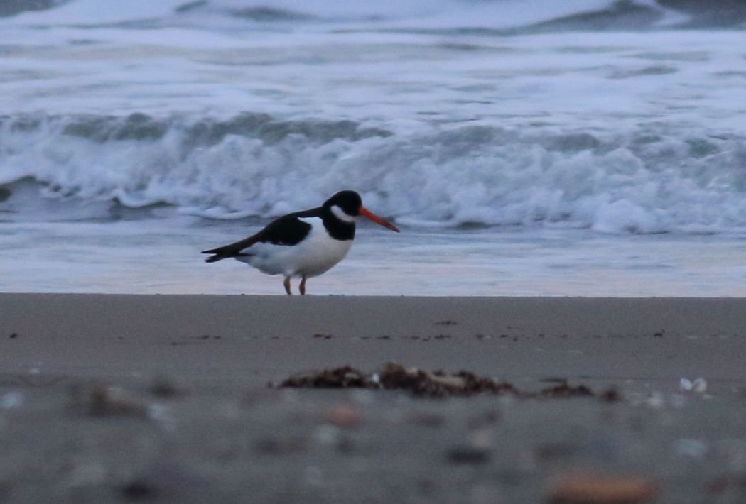 Eurasian Oystercatcher