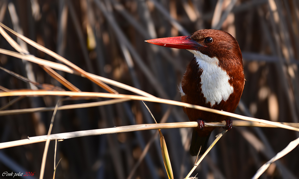 White-throated Kingfisher