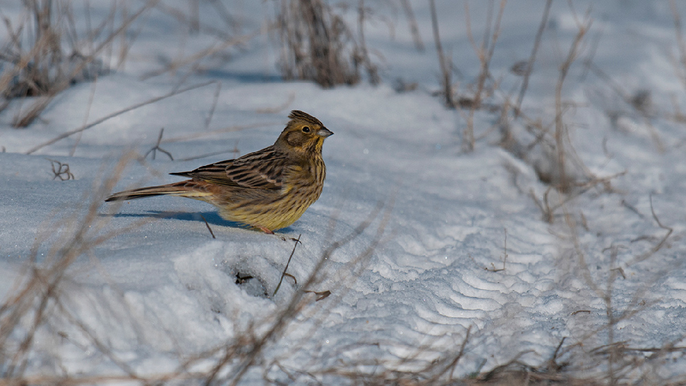 Yellowhammer