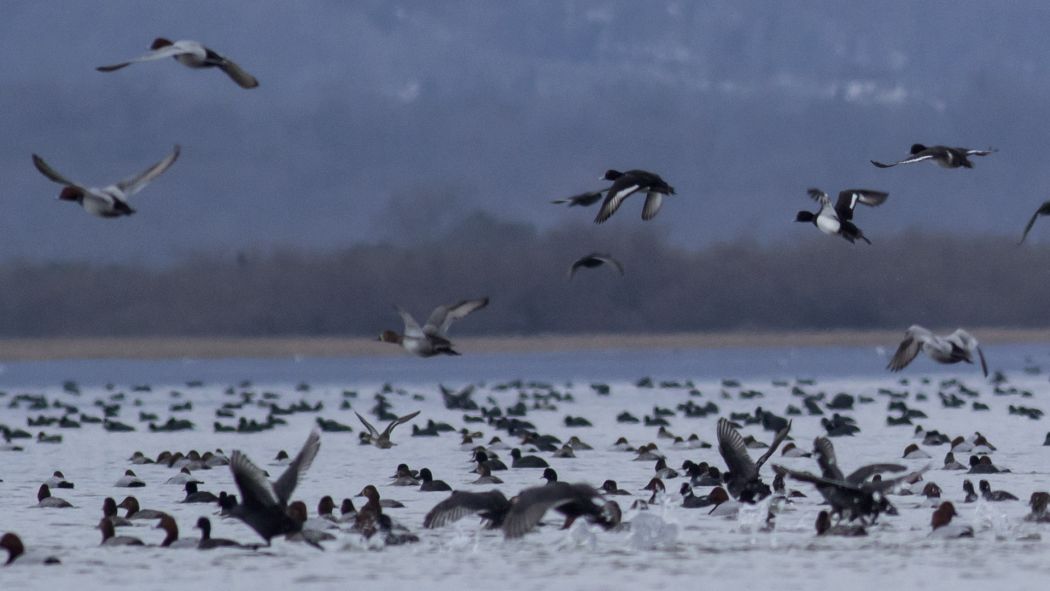 Tufted Duck