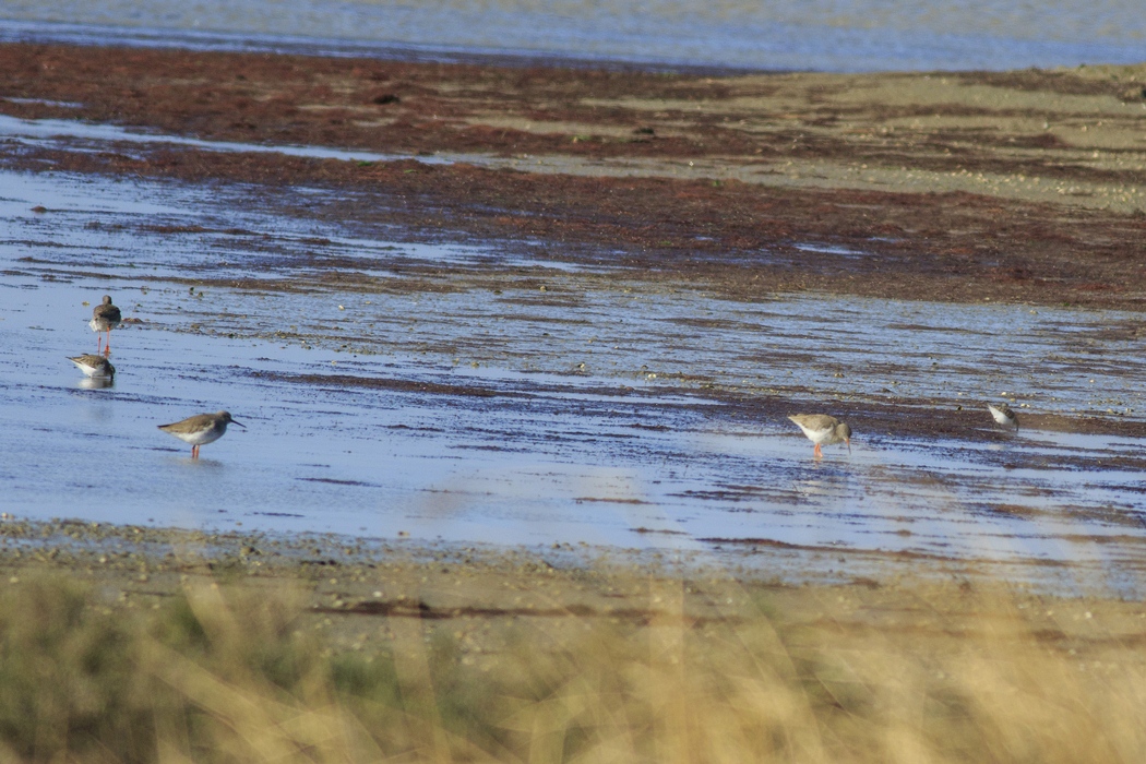 Common Redshank