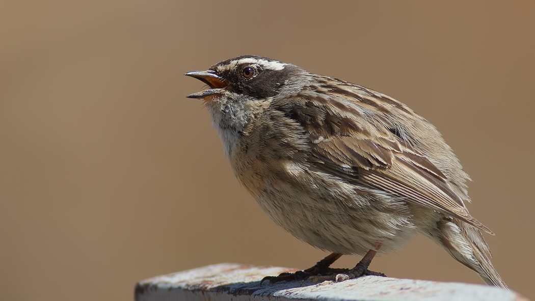 Radde`s Accentor