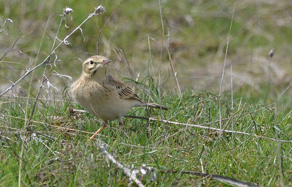 Tawny Pipit