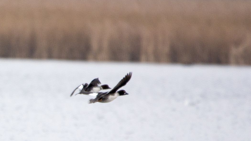 Common Goldeneye