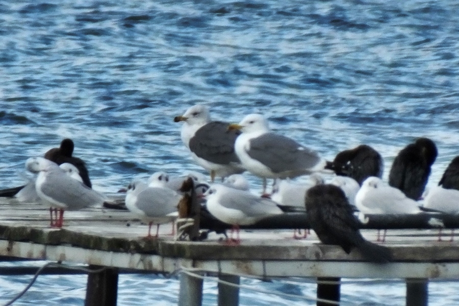 Lesser Black-backed Gull
