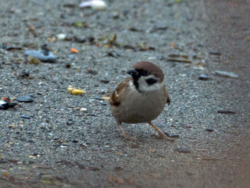 Eurasian Tree Sparrow