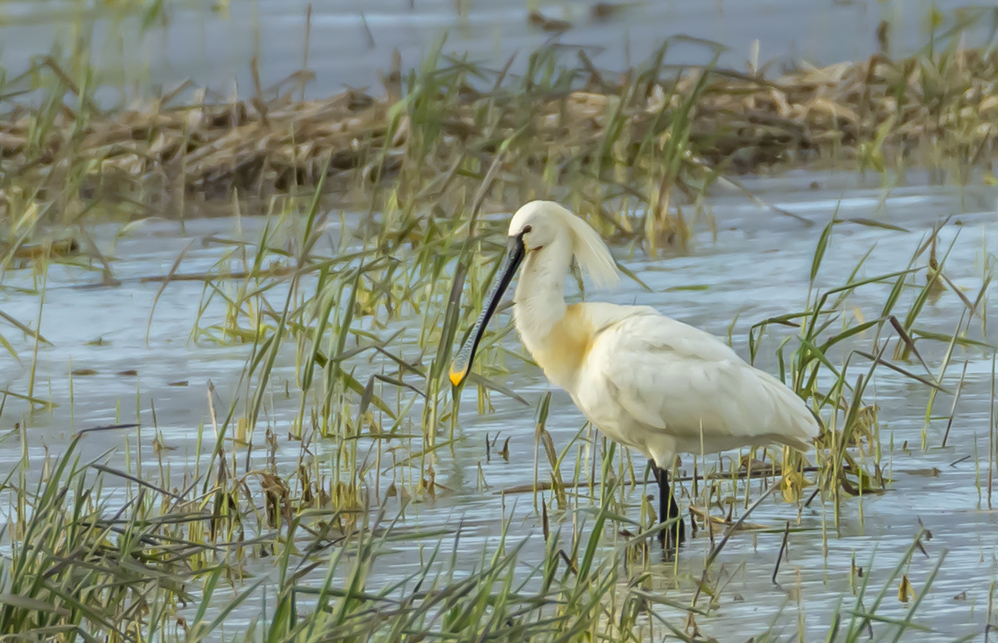 Eurasian Spoonbill